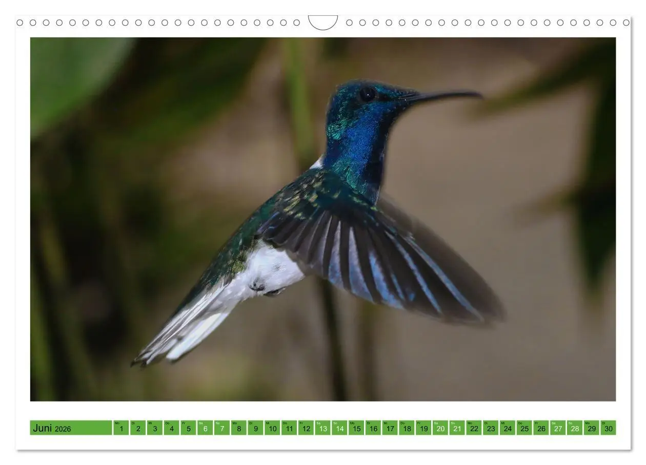 Bild: 9783457519912 | Kolibris; Anmut, Schönheit, Farben (Wandkalender 2026 DIN A3 quer),...