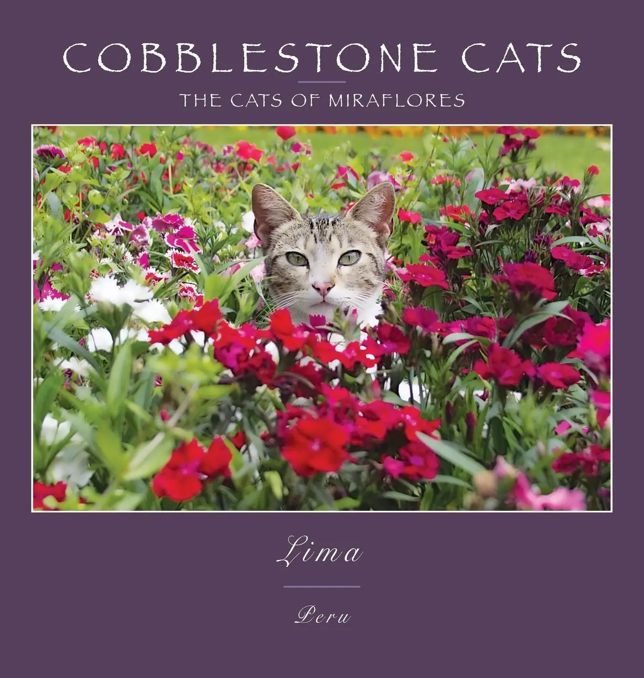 Cover: 9780991230013 | Cobblestone Cats - Lima | The Cats of Miraflores | Alan Panattoni