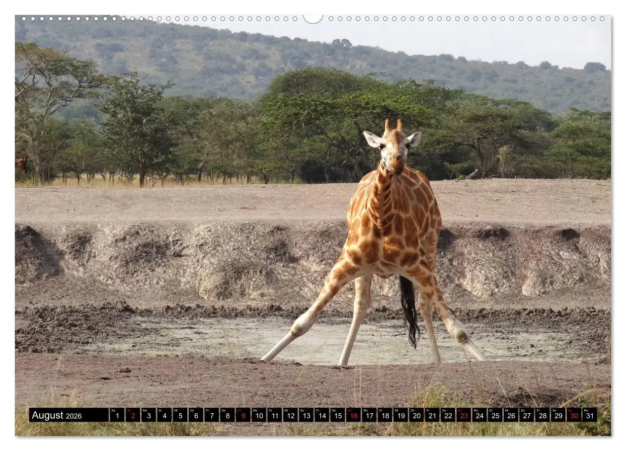 Bild: 9783457700013 | Afrikas Perle Uganda (hochwertiger Premium Wandkalender 2026 DIN A2...