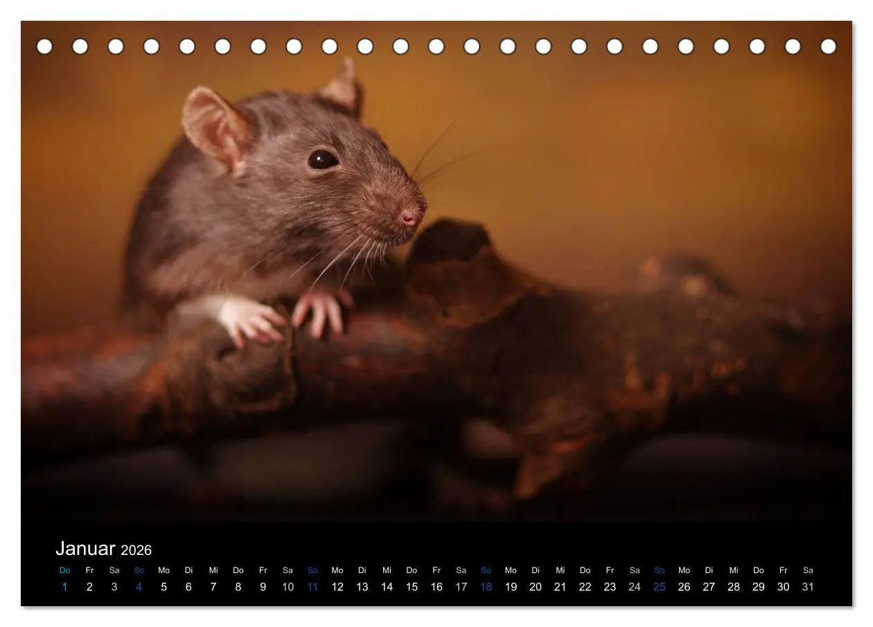 Bild: 9783516030013 | Ratten. Die große Welt der kleinen Nager (Tischkalender 2026 DIN A5...