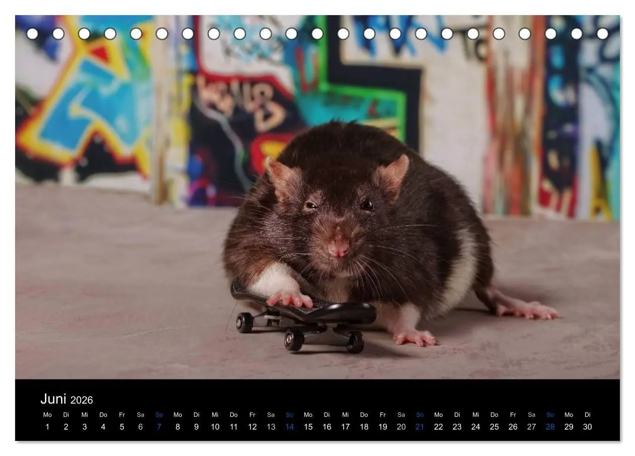 Bild: 9783516030013 | Ratten. Die große Welt der kleinen Nager (Tischkalender 2026 DIN A5...
