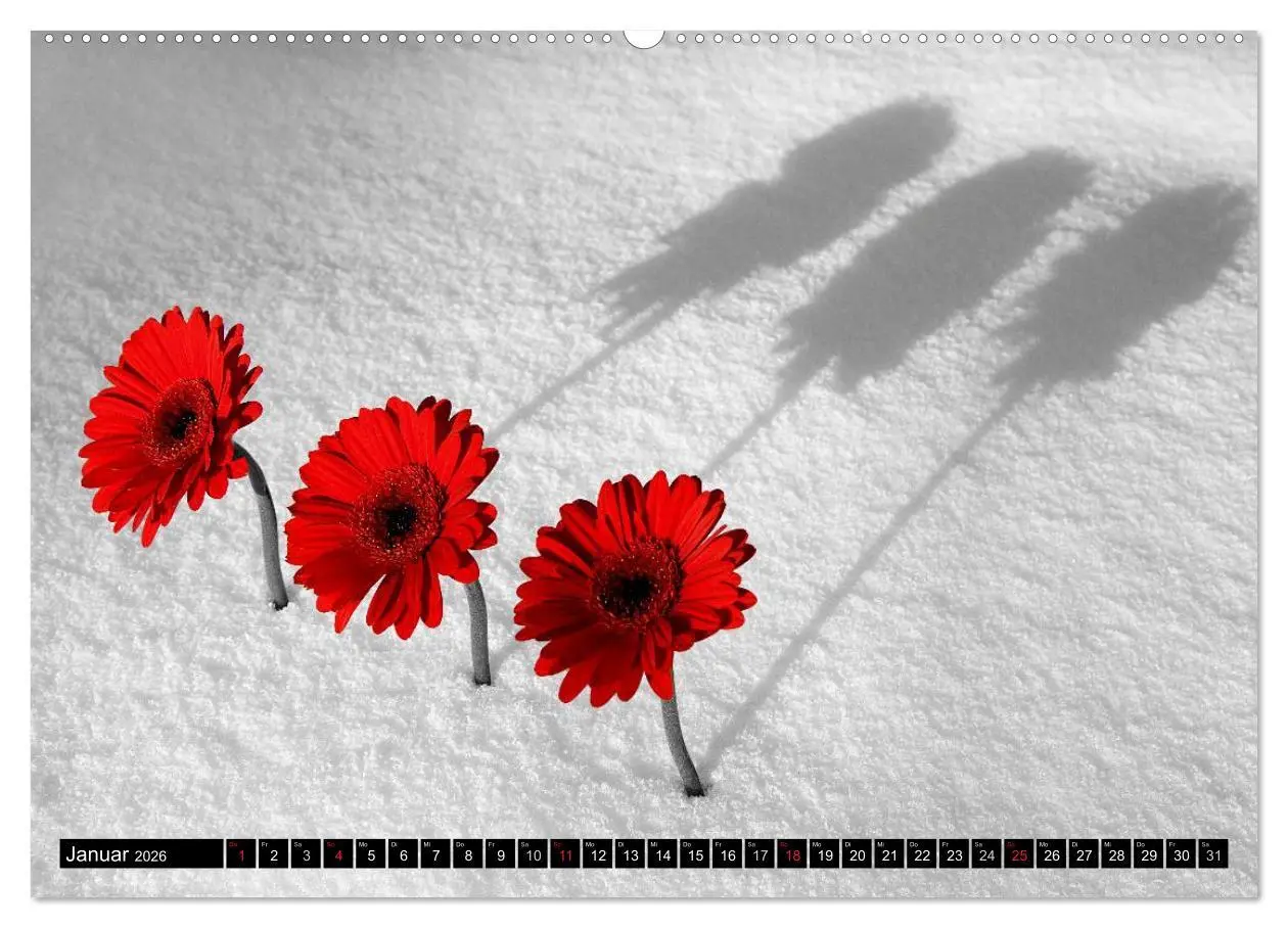 Bild: 9783516100013 | Schwarz - Weiß - Rot (Wandkalender 2026 DIN A2 quer), CALVENDO...