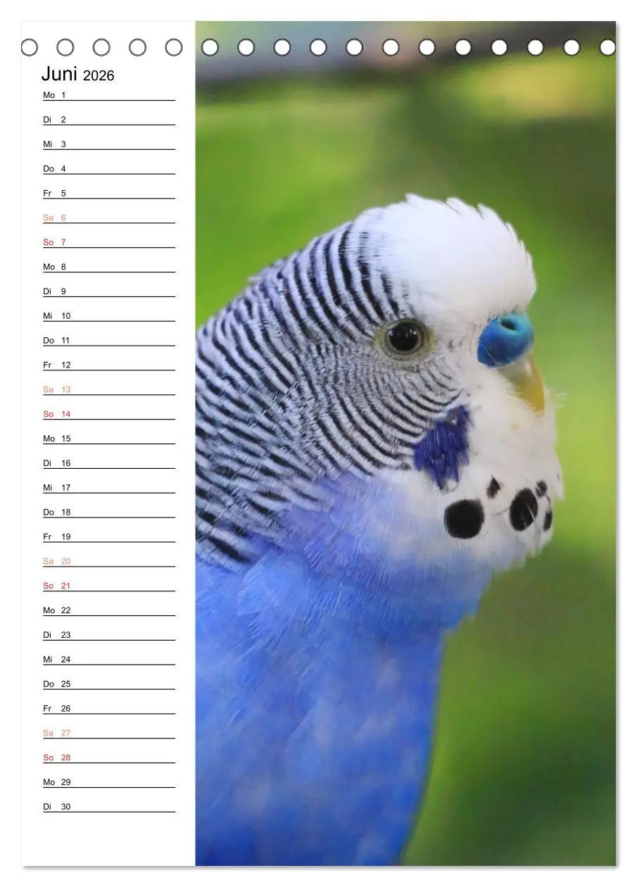 Bild: 9783516410013 | WELLENSITTICHE - Süße Wellis (Tischkalender 2026 DIN A5 hoch),...