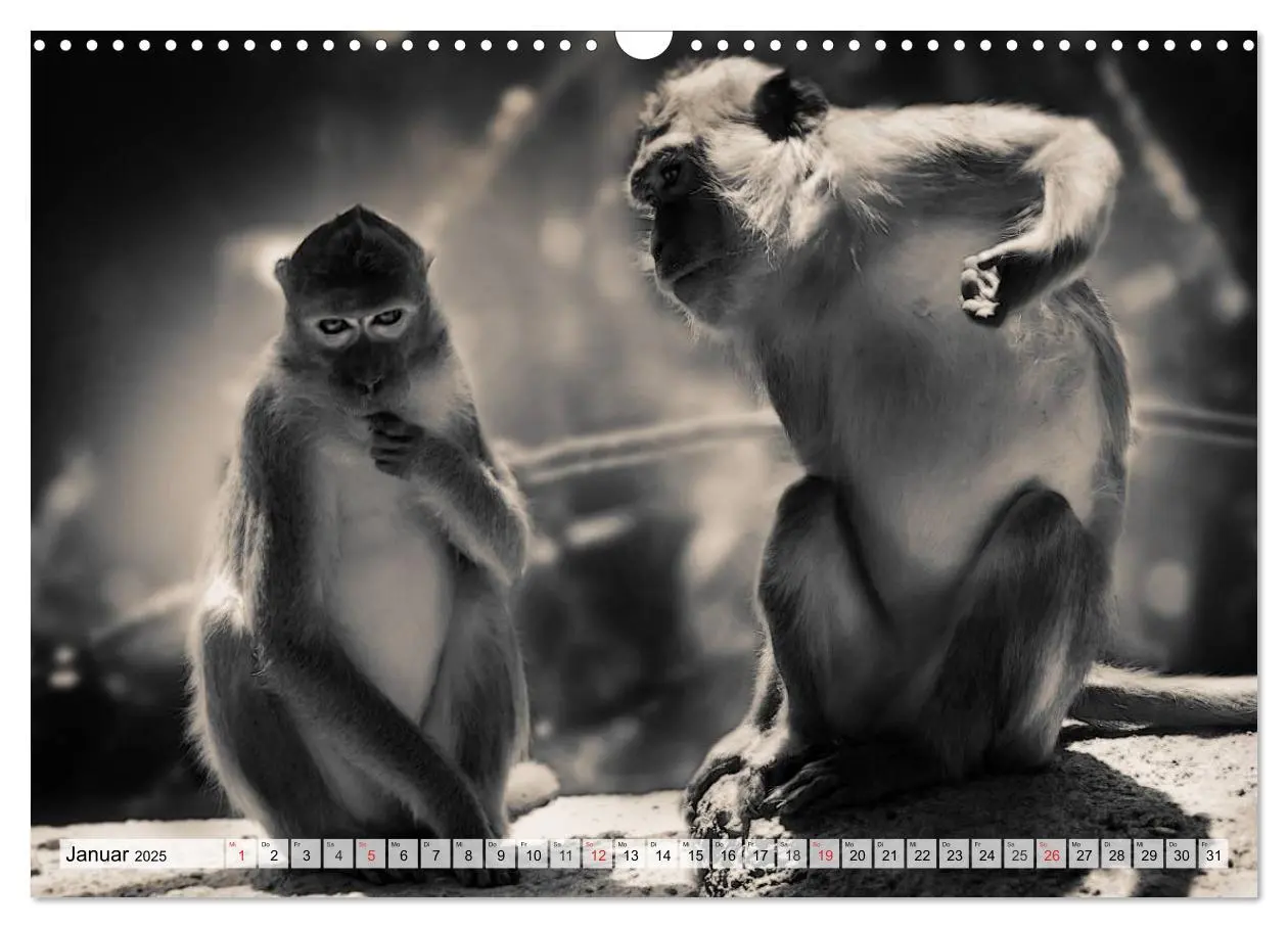 Bild: 9783435600113 | Wilde Tiere in schwarz-weiß (Wandkalender 2025 DIN A3 quer),...