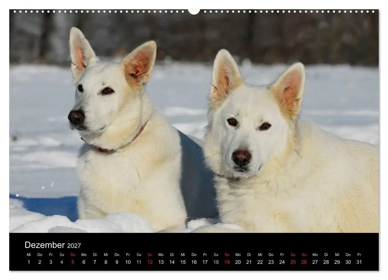Bild: 9783594170113 | Weißer Schweizer Schäferhund (hochwertiger Premium Wandkalender...