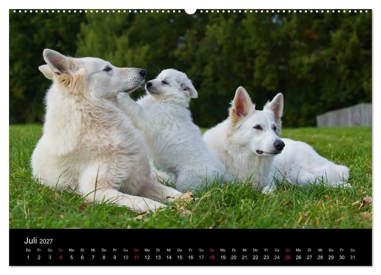 Bild: 9783594170113 | Weißer Schweizer Schäferhund (hochwertiger Premium Wandkalender...