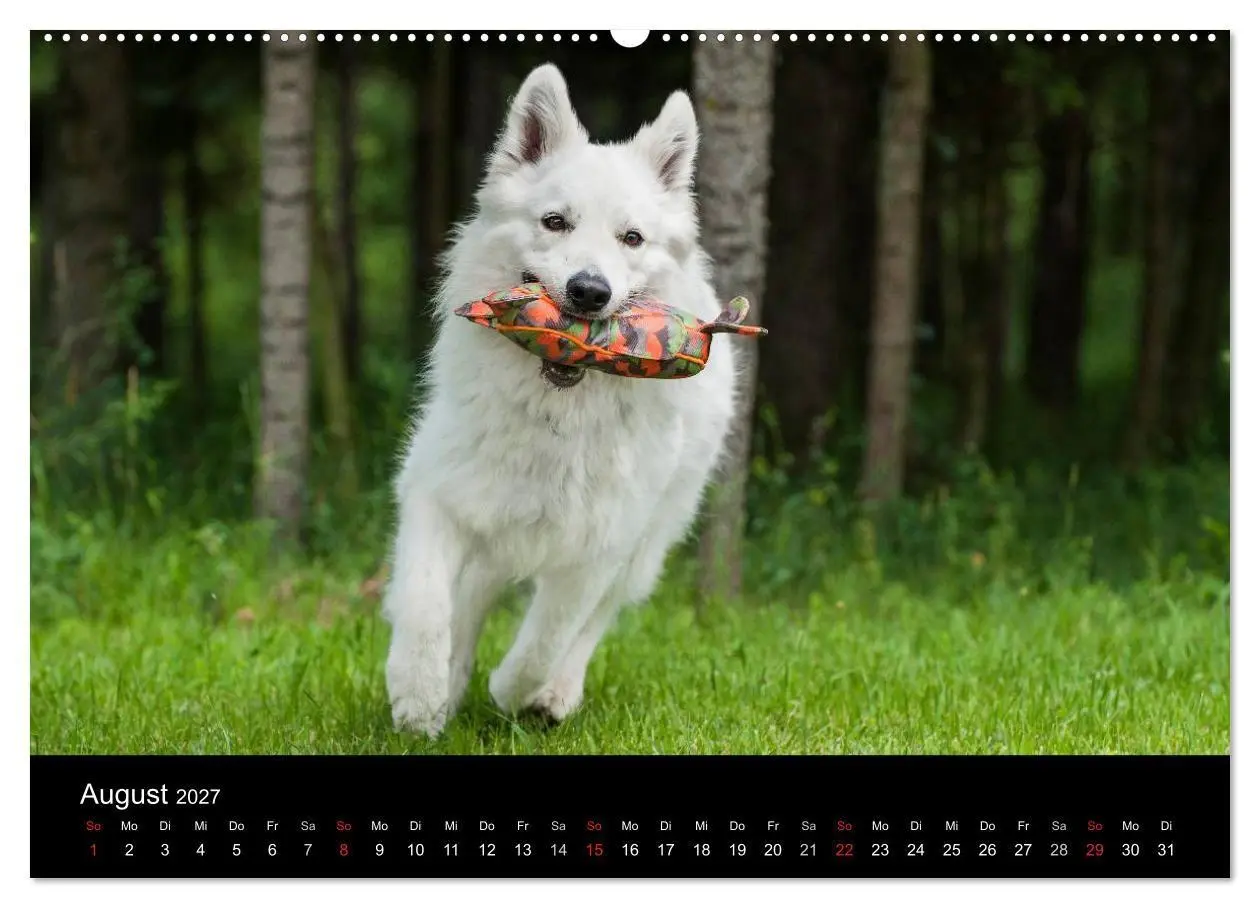Bild: 9783594170113 | Weißer Schweizer Schäferhund (hochwertiger Premium Wandkalender...
