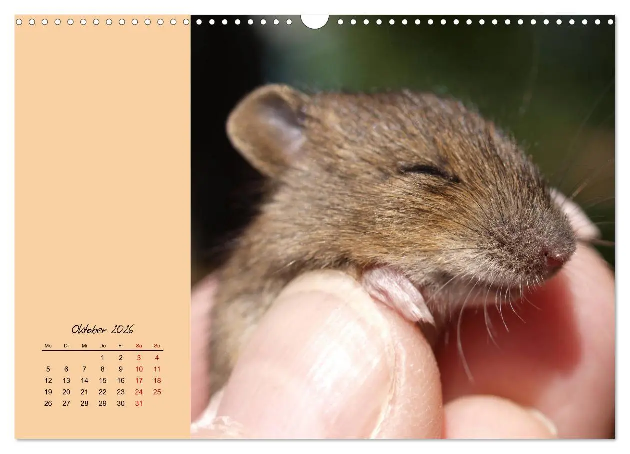 Bild: 9783457840313 | Mausige Zeiten! Putzige Gesellen mit Knopfaugen (Wandkalender 2026...