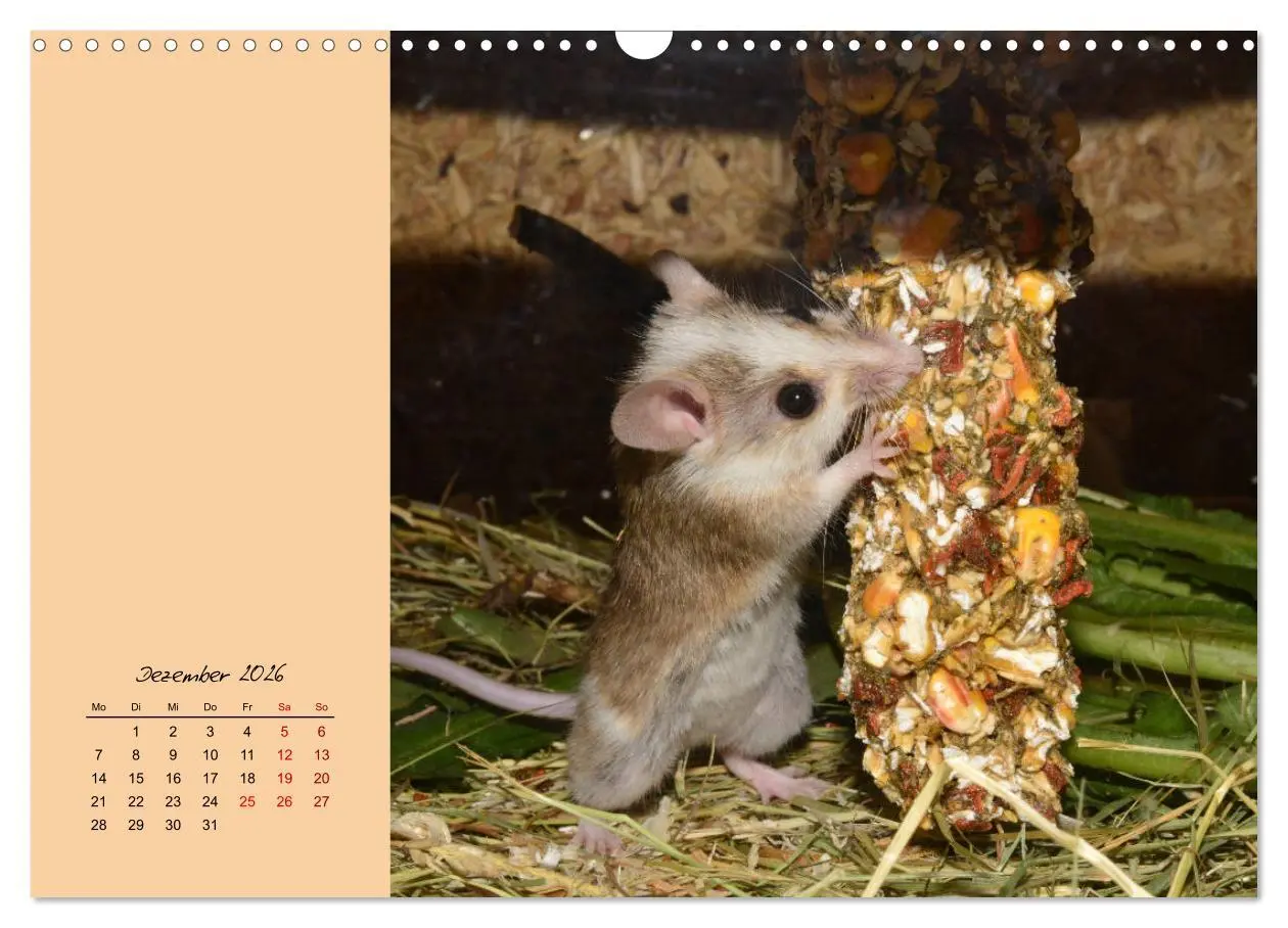 Bild: 9783457840313 | Mausige Zeiten! Putzige Gesellen mit Knopfaugen (Wandkalender 2026...