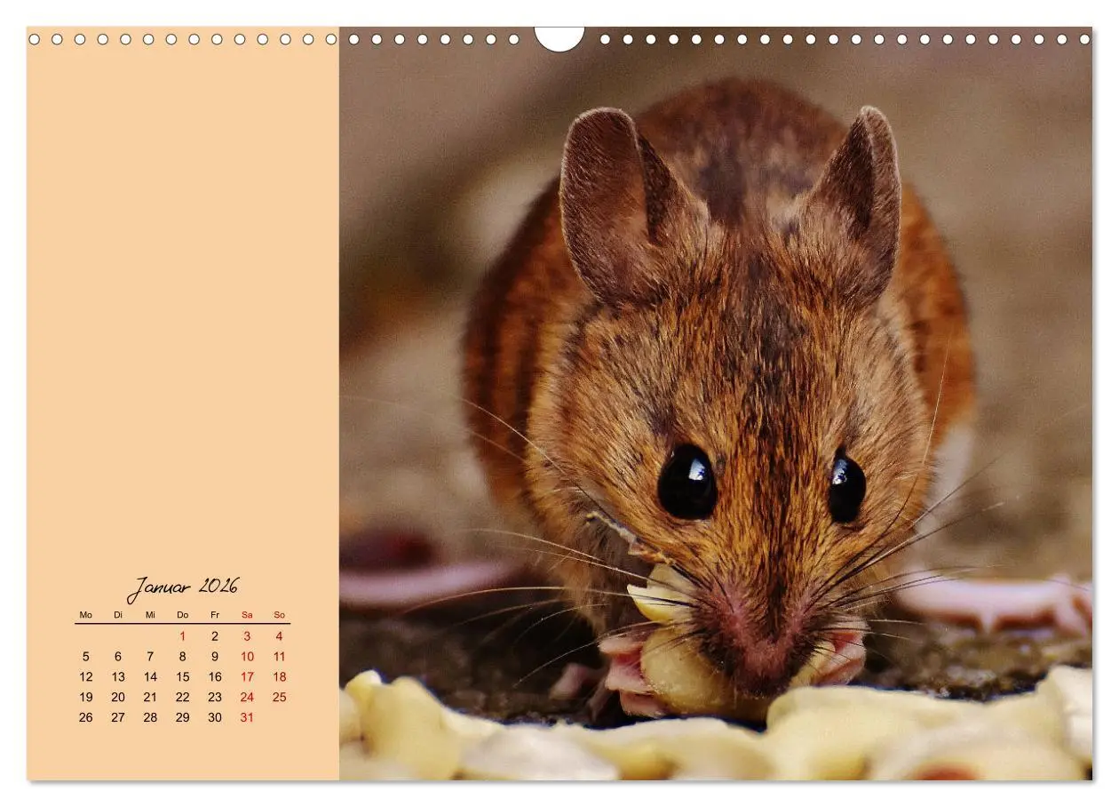 Bild: 9783457840313 | Mausige Zeiten! Putzige Gesellen mit Knopfaugen (Wandkalender 2026...