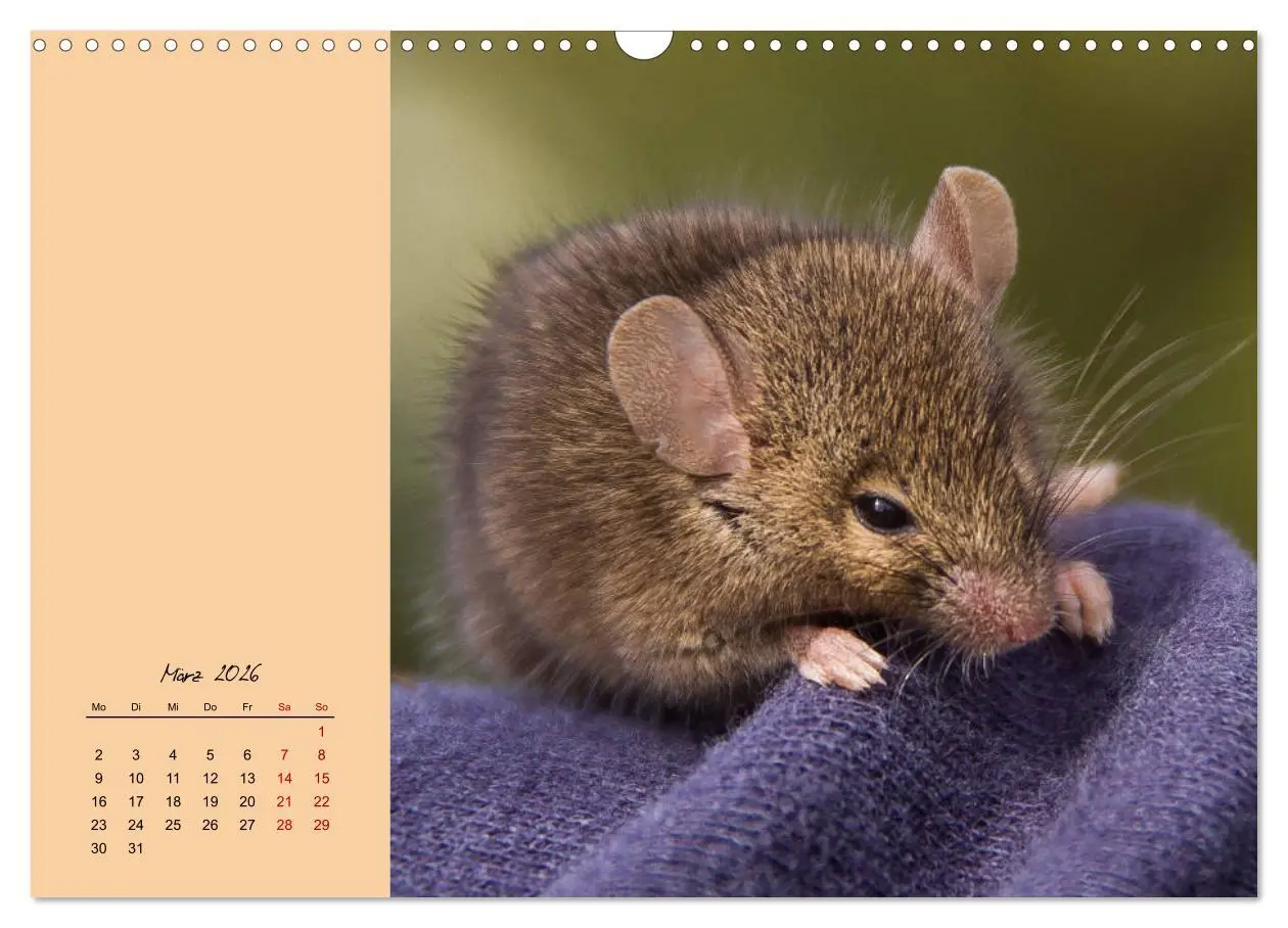 Bild: 9783457840313 | Mausige Zeiten! Putzige Gesellen mit Knopfaugen (Wandkalender 2026...