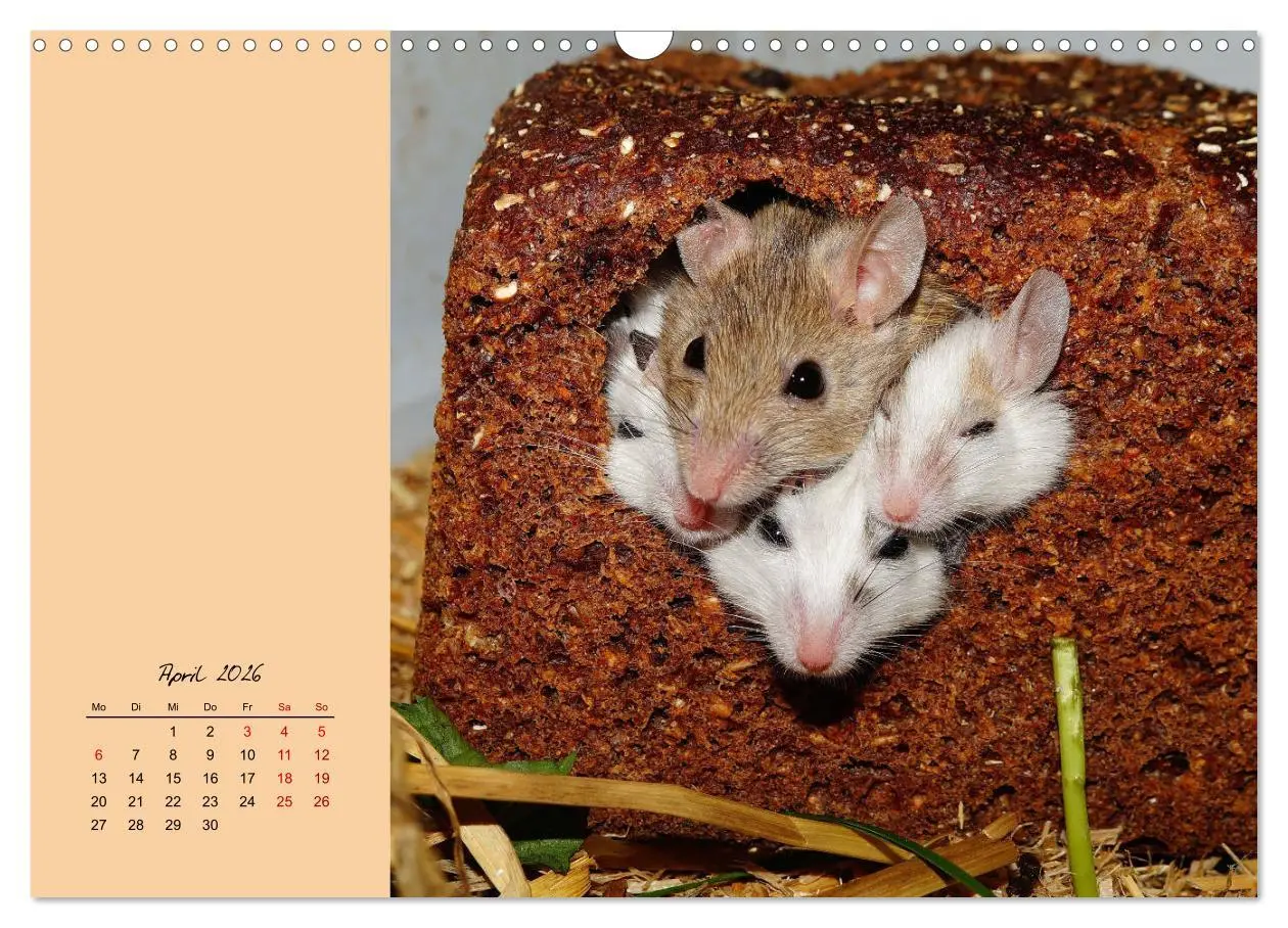 Bild: 9783457840313 | Mausige Zeiten! Putzige Gesellen mit Knopfaugen (Wandkalender 2026...