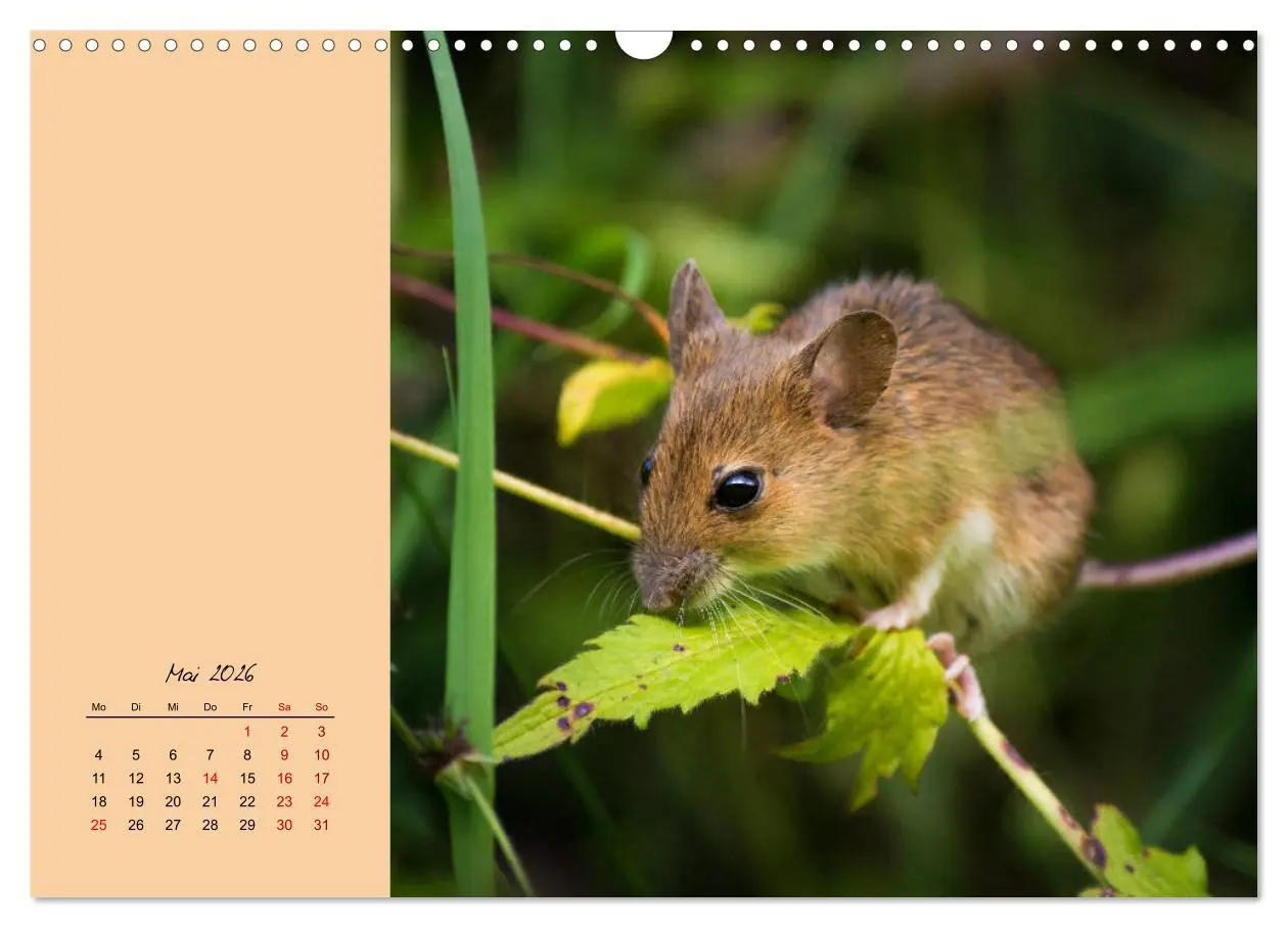 Bild: 9783457840313 | Mausige Zeiten! Putzige Gesellen mit Knopfaugen (Wandkalender 2026...