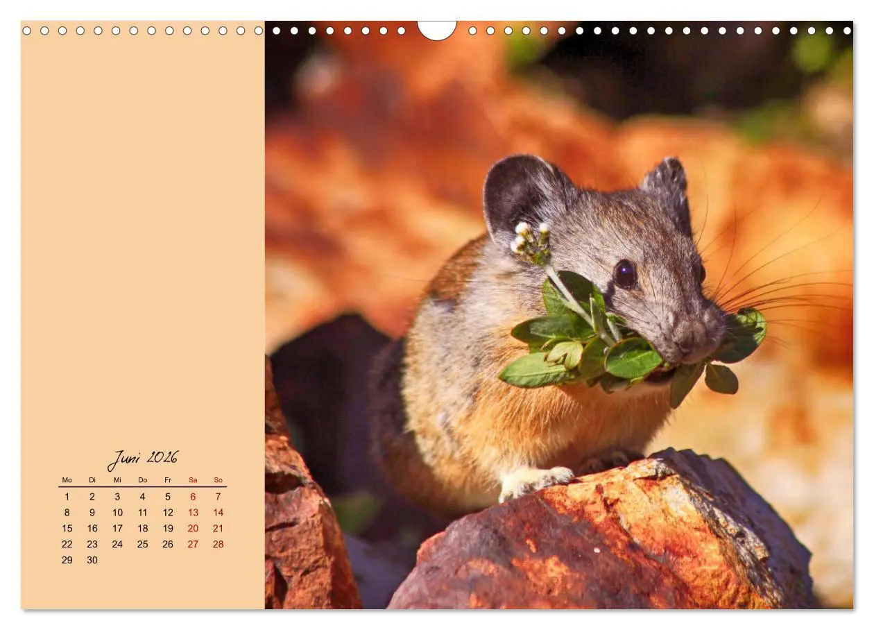 Bild: 9783457840313 | Mausige Zeiten! Putzige Gesellen mit Knopfaugen (Wandkalender 2026...