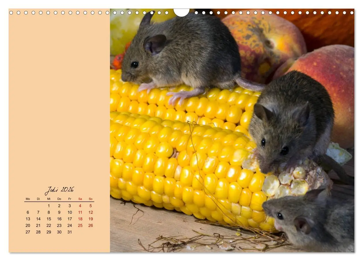 Bild: 9783457840313 | Mausige Zeiten! Putzige Gesellen mit Knopfaugen (Wandkalender 2026...