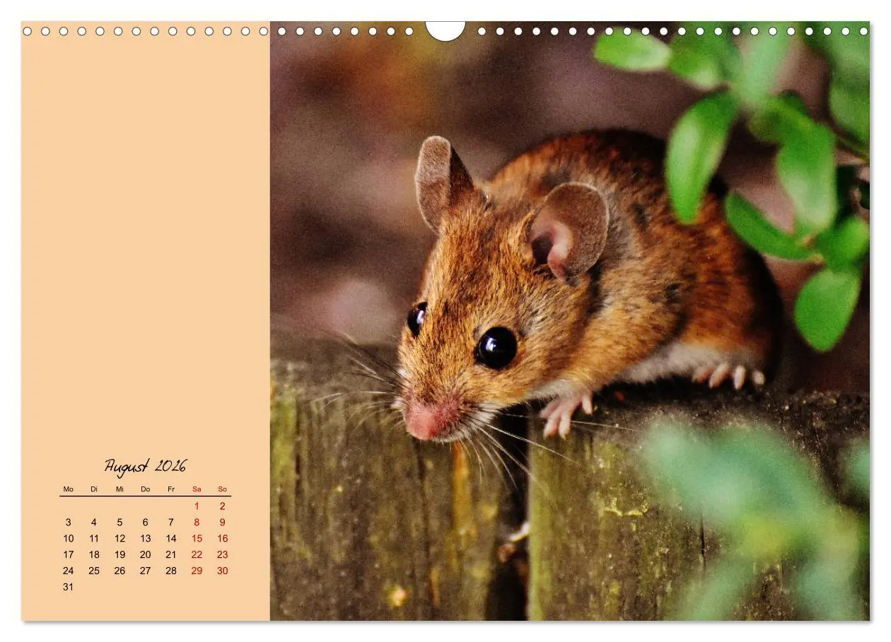 Bild: 9783457840313 | Mausige Zeiten! Putzige Gesellen mit Knopfaugen (Wandkalender 2026...