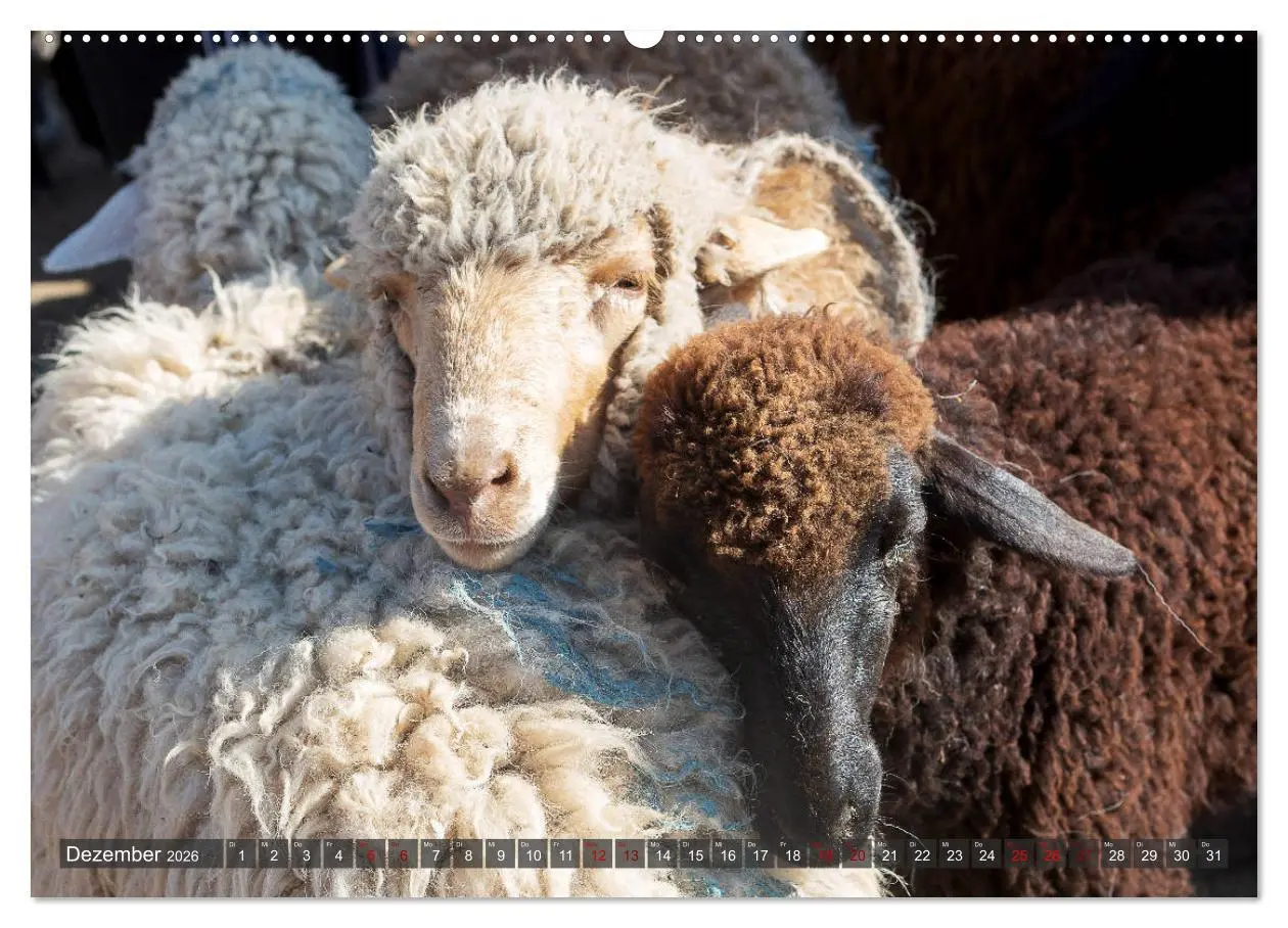 Bild: 9783457750513 | Kasachstan und Kirgistan (Wandkalender 2026 DIN A2 quer), CALVENDO...