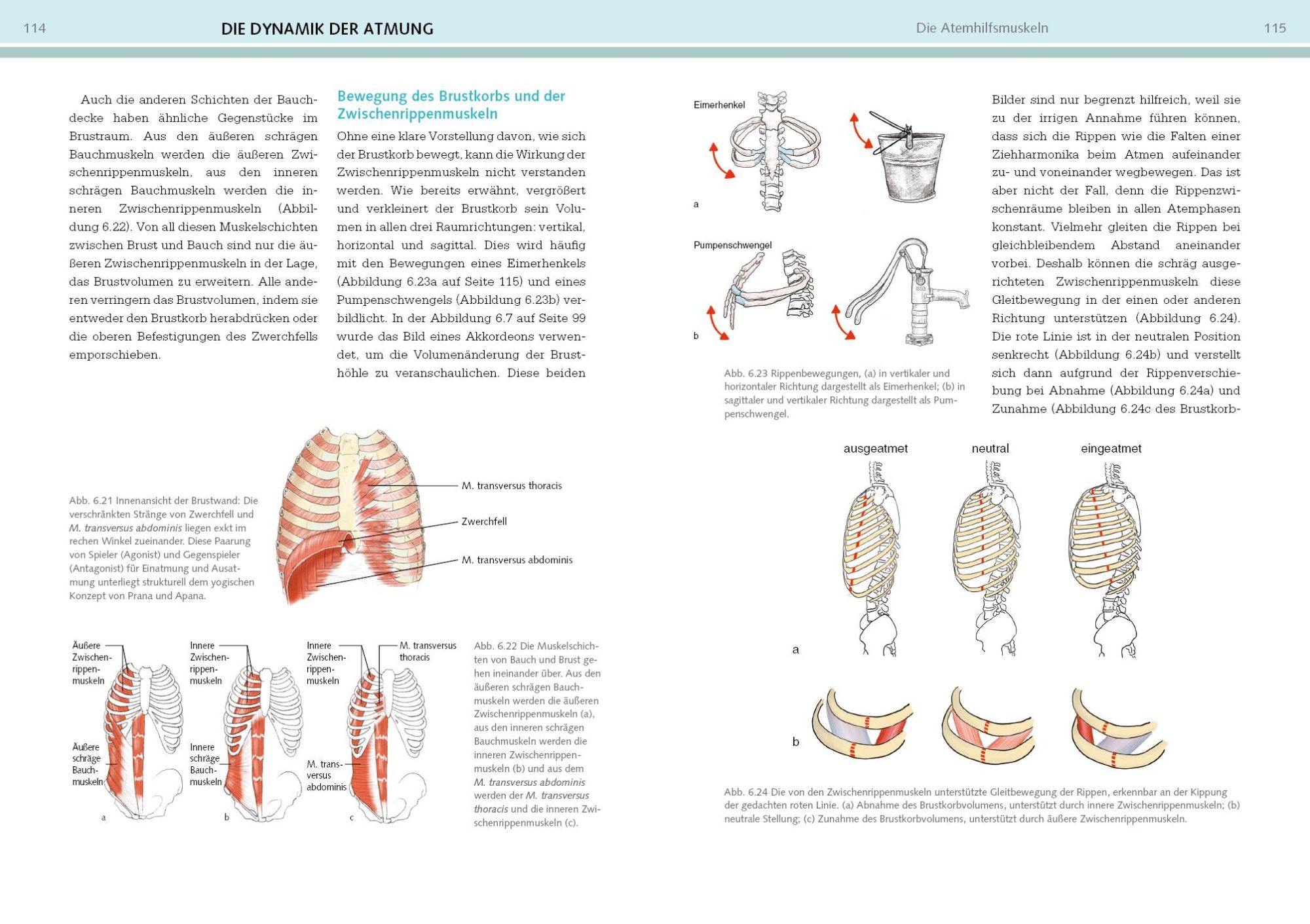 Bild: 9783742320513 | Yoga-Anatomie | Leslie Kaminoff (u. a.) | Taschenbuch | 384 S. | 2022
