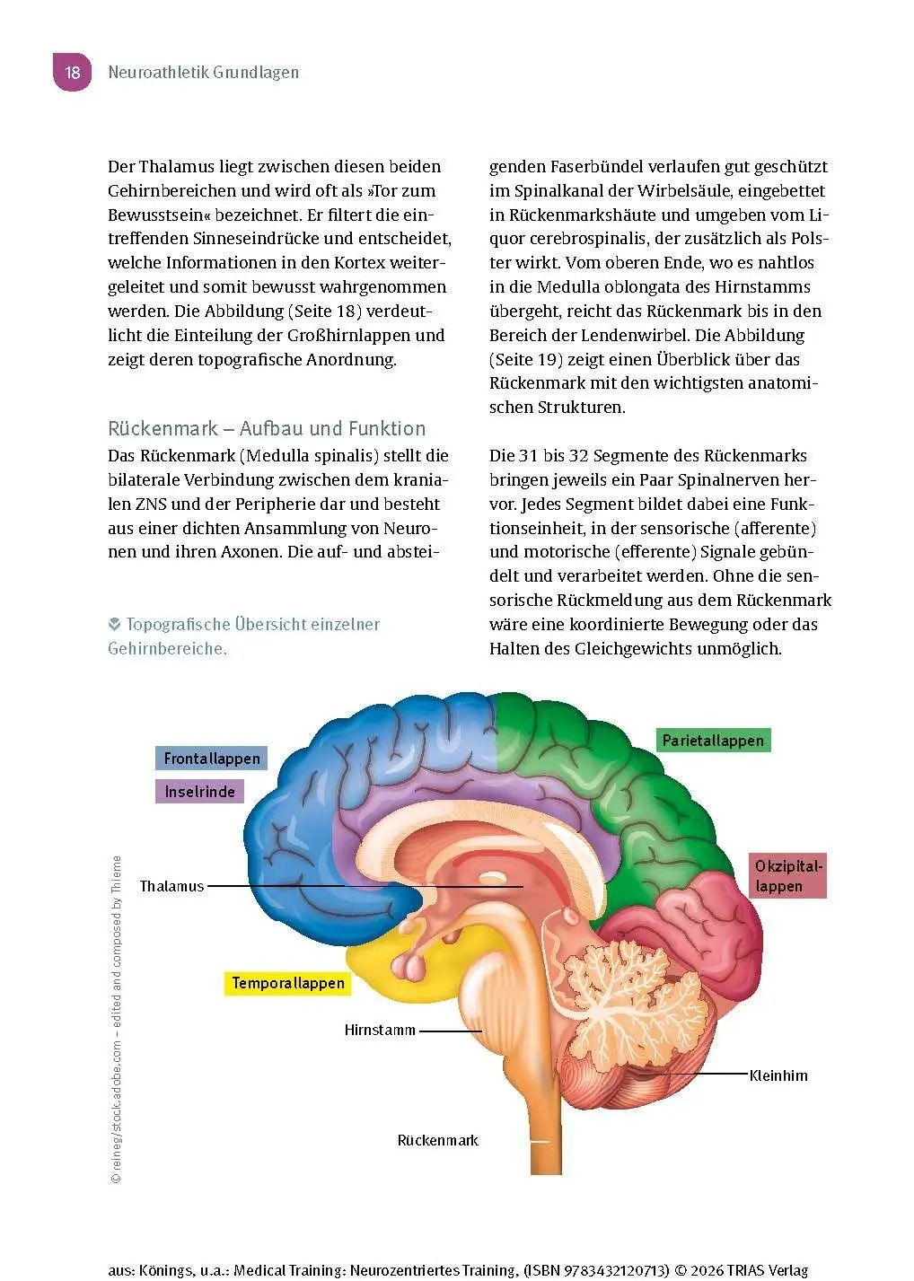 Bild: 9783432120713 | Medical Training: Neurozentriertes Training | Andreas Könings (u. a.)
