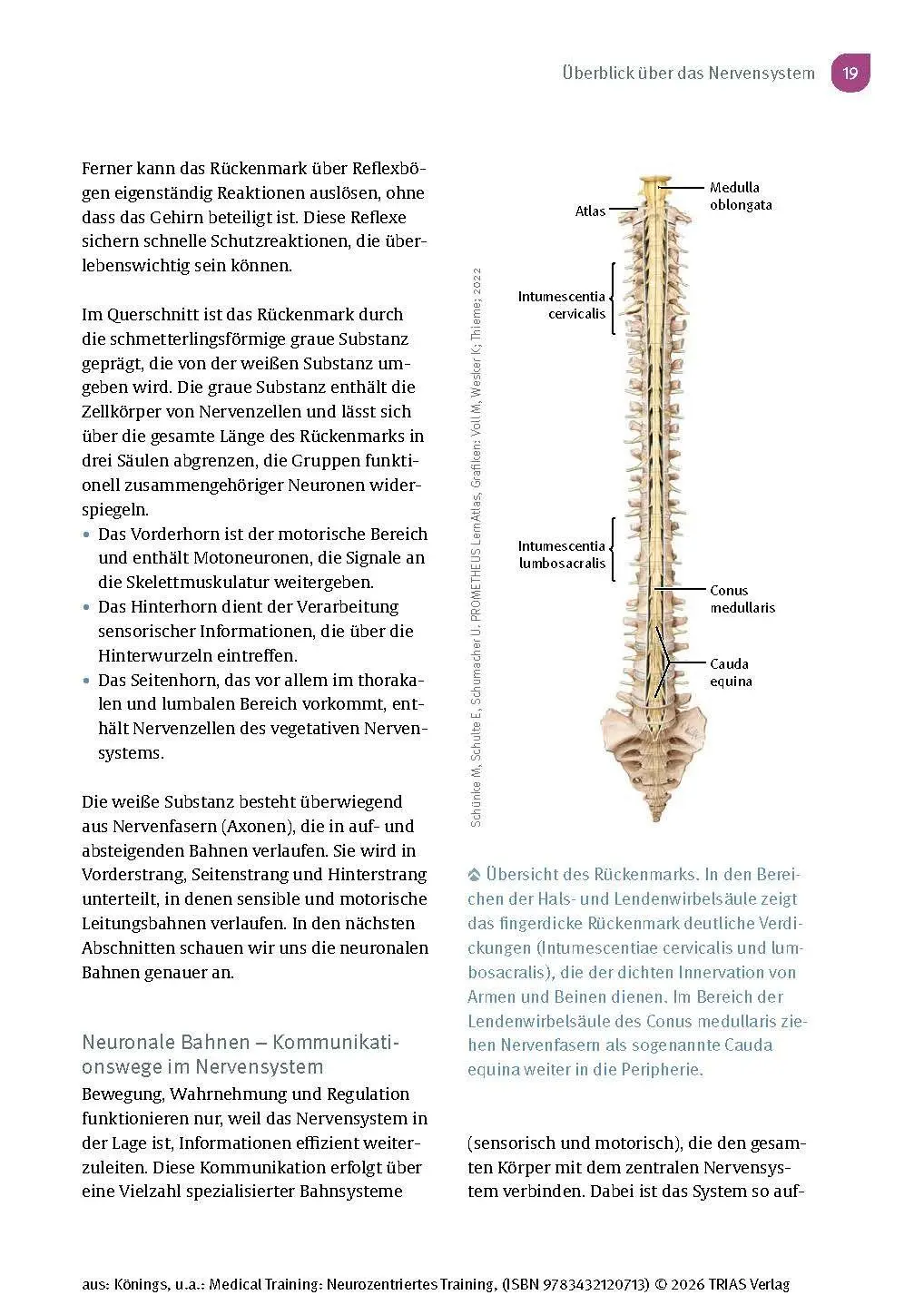 Bild: 9783432120713 | Medical Training: Neurozentriertes Training | Andreas Könings (u. a.)