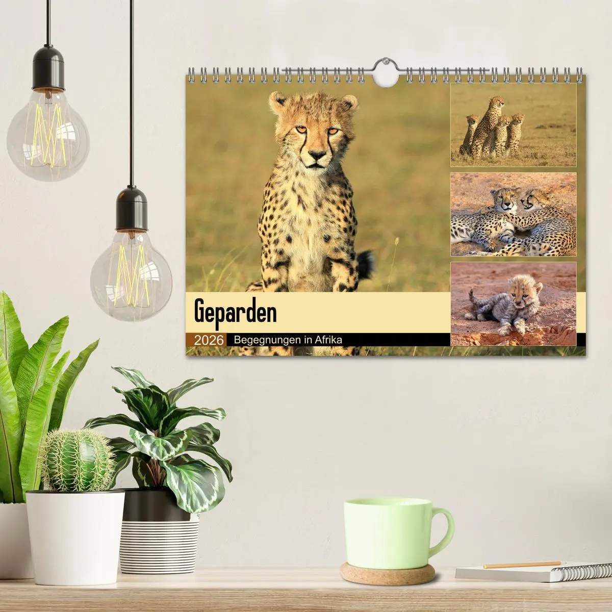 Bild: 9783516050813 | Geparden - Begegnungen in Afrika (Wandkalender 2026 DIN A4 quer),...