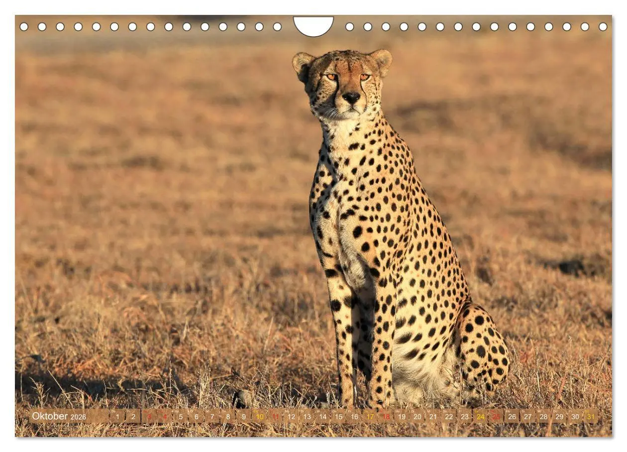 Bild: 9783516050813 | Geparden - Begegnungen in Afrika (Wandkalender 2026 DIN A4 quer),...