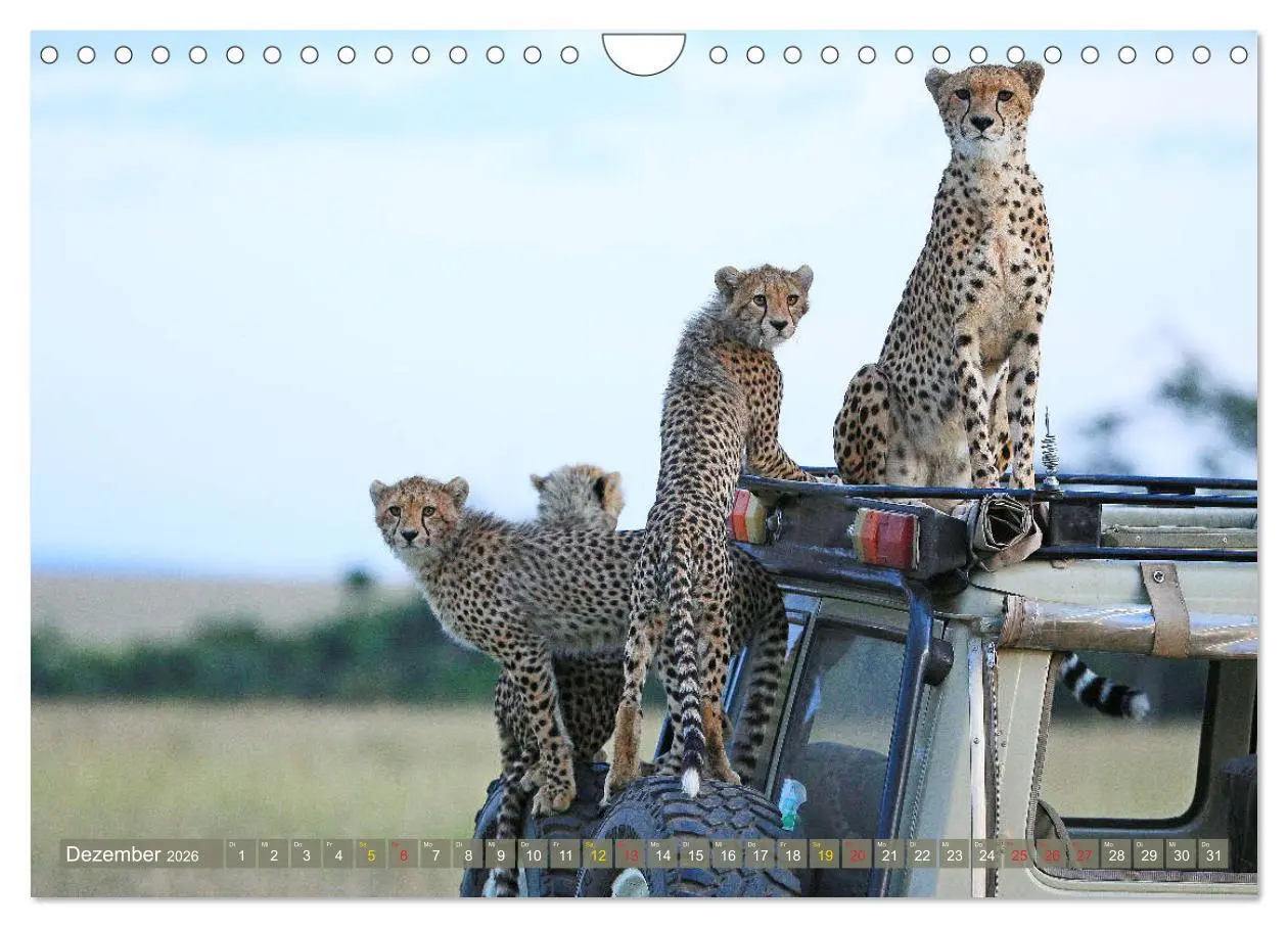 Bild: 9783516050813 | Geparden - Begegnungen in Afrika (Wandkalender 2026 DIN A4 quer),...