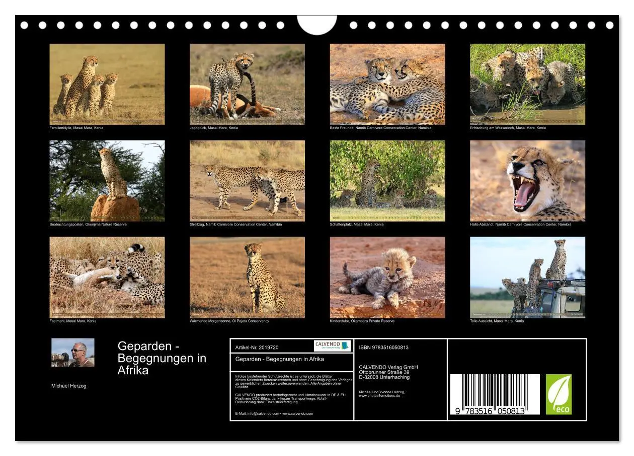 Bild: 9783516050813 | Geparden - Begegnungen in Afrika (Wandkalender 2026 DIN A4 quer),...