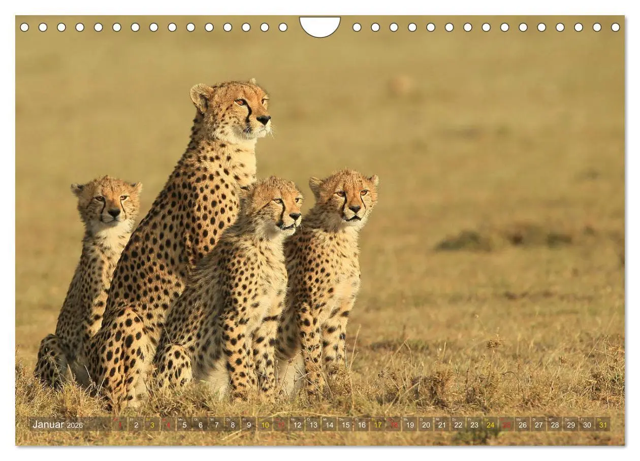Bild: 9783516050813 | Geparden - Begegnungen in Afrika (Wandkalender 2026 DIN A4 quer),...