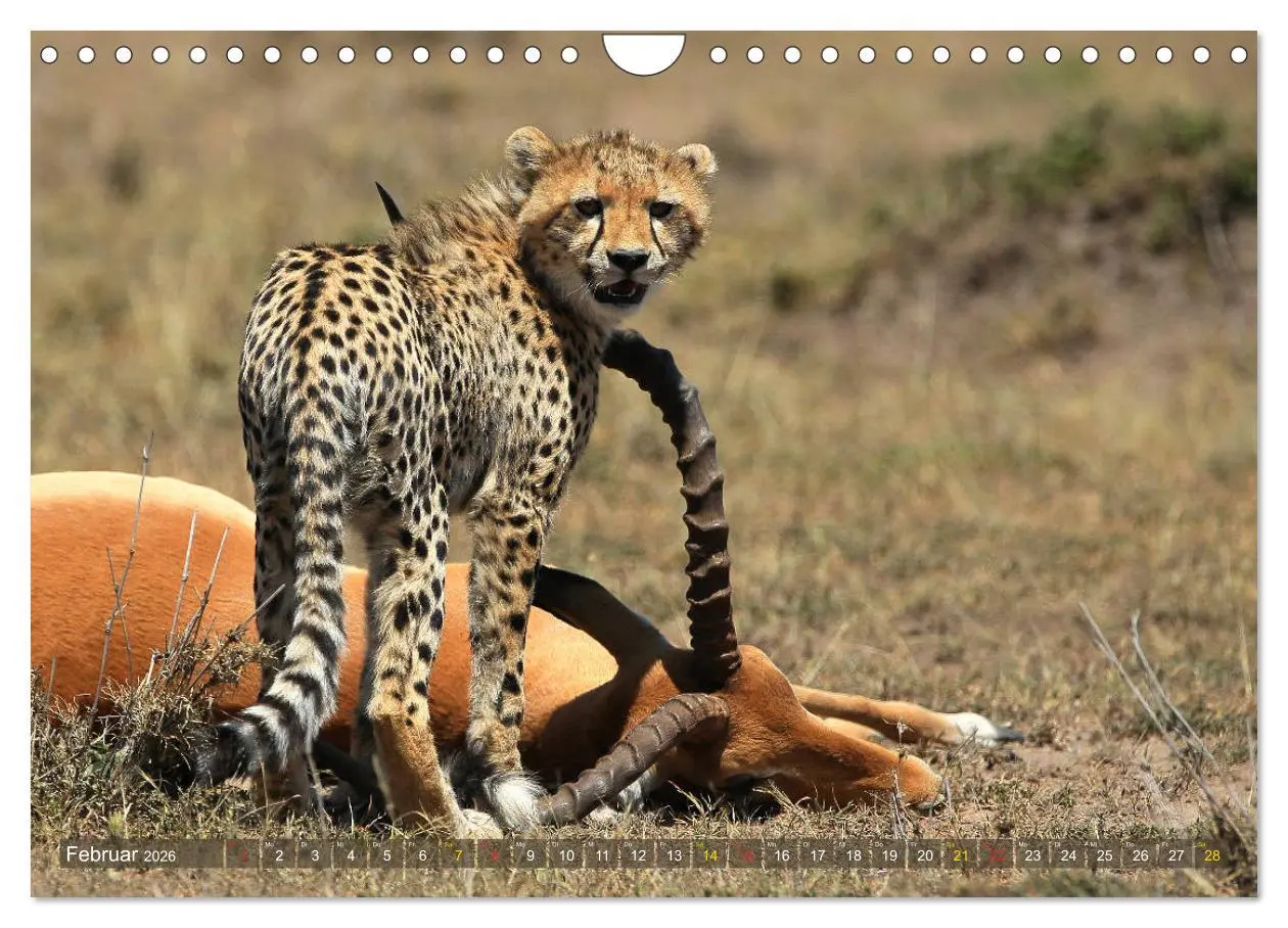 Bild: 9783516050813 | Geparden - Begegnungen in Afrika (Wandkalender 2026 DIN A4 quer),...