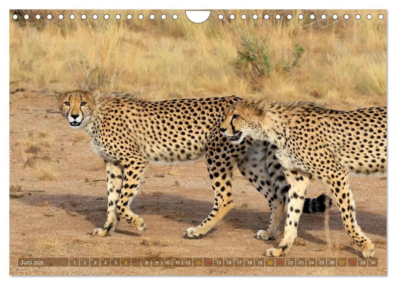 Bild: 9783516050813 | Geparden - Begegnungen in Afrika (Wandkalender 2026 DIN A4 quer),...