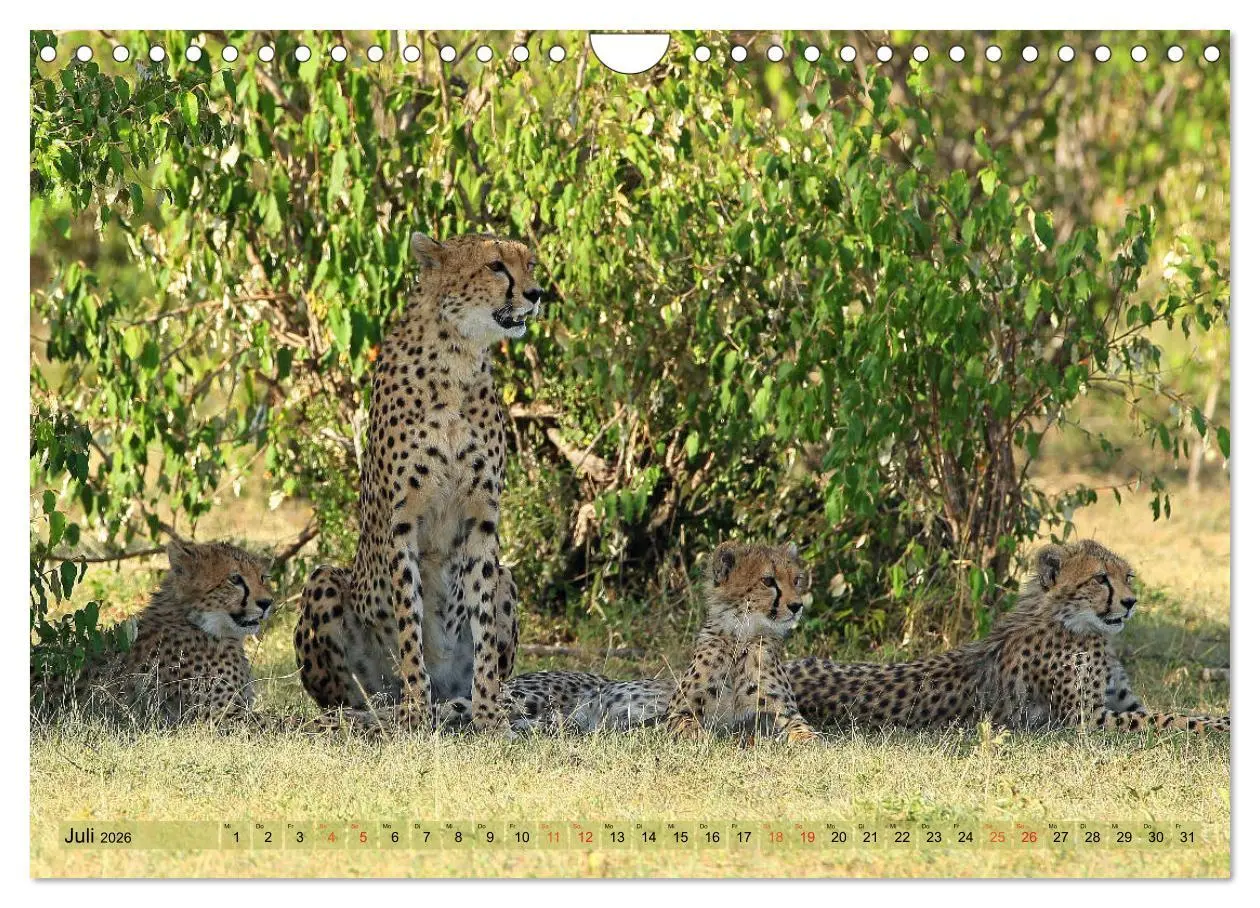 Bild: 9783516050813 | Geparden - Begegnungen in Afrika (Wandkalender 2026 DIN A4 quer),...