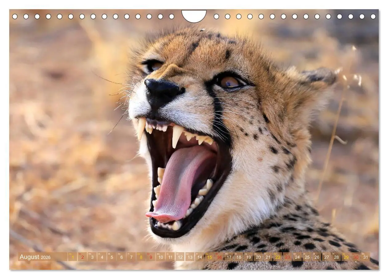 Bild: 9783516050813 | Geparden - Begegnungen in Afrika (Wandkalender 2026 DIN A4 quer),...