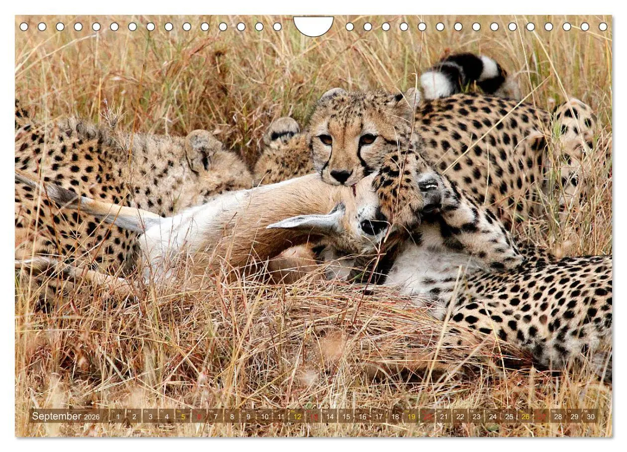 Bild: 9783516050813 | Geparden - Begegnungen in Afrika (Wandkalender 2026 DIN A4 quer),...