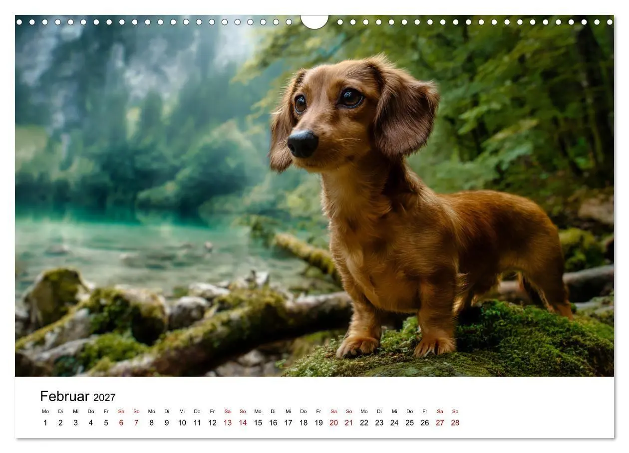 Bild: 9783516771213 | Herzensbrecher - Ein Jahr mit Dackeln (Wandkalender 2027 DIN A3...