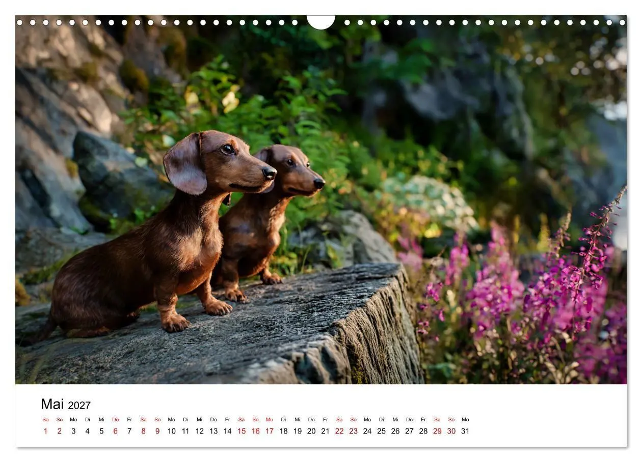 Bild: 9783516771213 | Herzensbrecher - Ein Jahr mit Dackeln (Wandkalender 2027 DIN A3...
