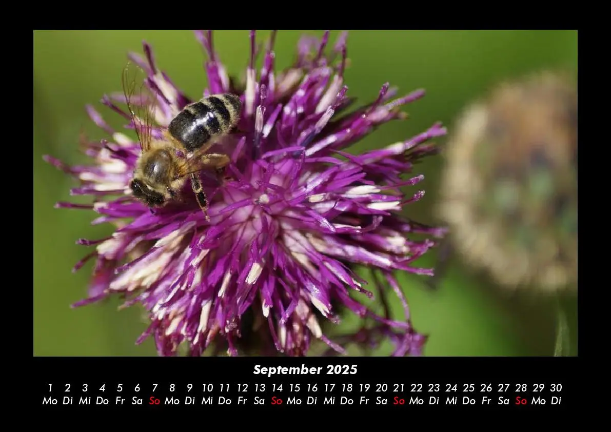 Bild: 9783755981213 | Bienen 2025 Fotokalender DIN A3 | Tobias Becker | Kalender | Kalender