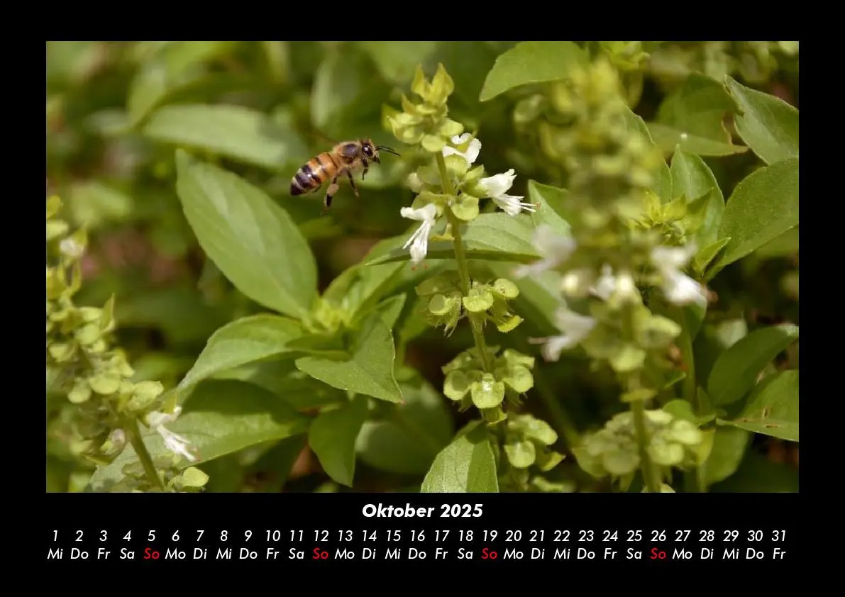 Bild: 9783755981213 | Bienen 2025 Fotokalender DIN A3 | Tobias Becker | Kalender | Kalender