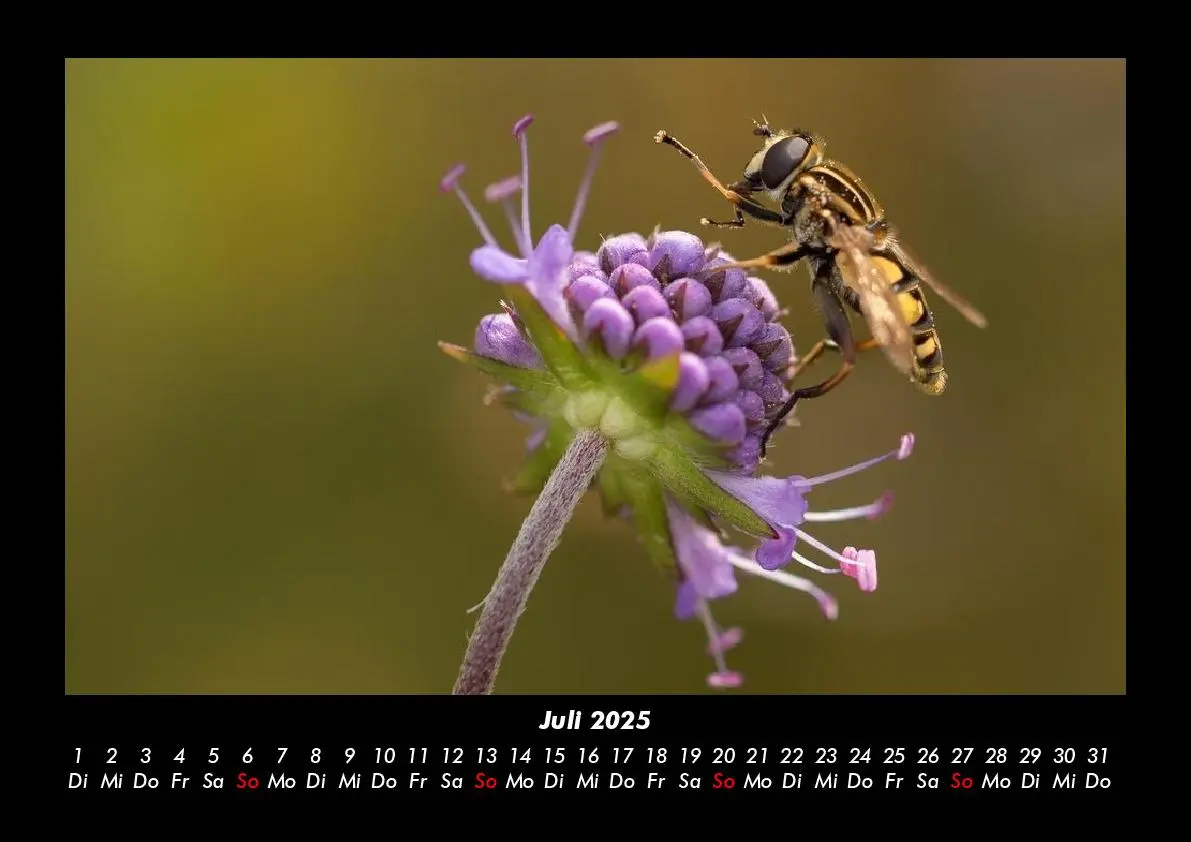 Bild: 9783755981213 | Bienen 2025 Fotokalender DIN A3 | Tobias Becker | Kalender | Kalender