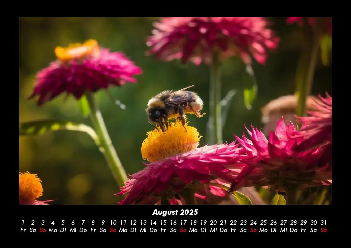 Bild: 9783755981213 | Bienen 2025 Fotokalender DIN A3 | Tobias Becker | Kalender | Kalender