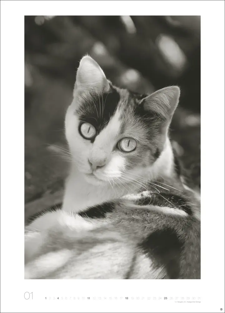 Bild: 9783756411313 | Cats Edition Kalender 2026 | Monika Wegler | Kalender | Spiralbindung