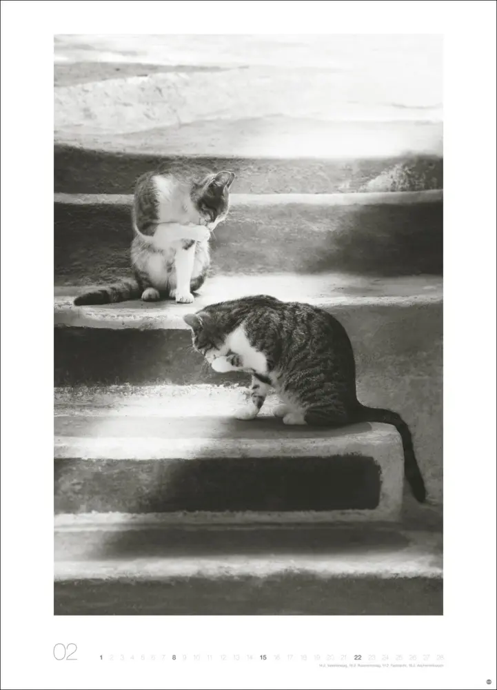 Bild: 9783756411313 | Cats Edition Kalender 2026 | Monika Wegler | Kalender | Spiralbindung