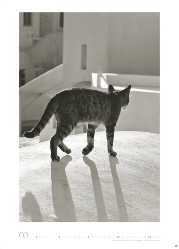 Bild: 9783756411313 | Cats Edition Kalender 2026 | Monika Wegler | Kalender | Spiralbindung