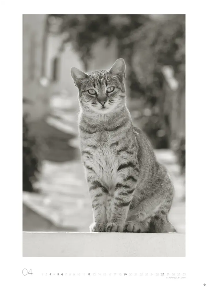 Bild: 9783756411313 | Cats Edition Kalender 2026 | Monika Wegler | Kalender | Spiralbindung