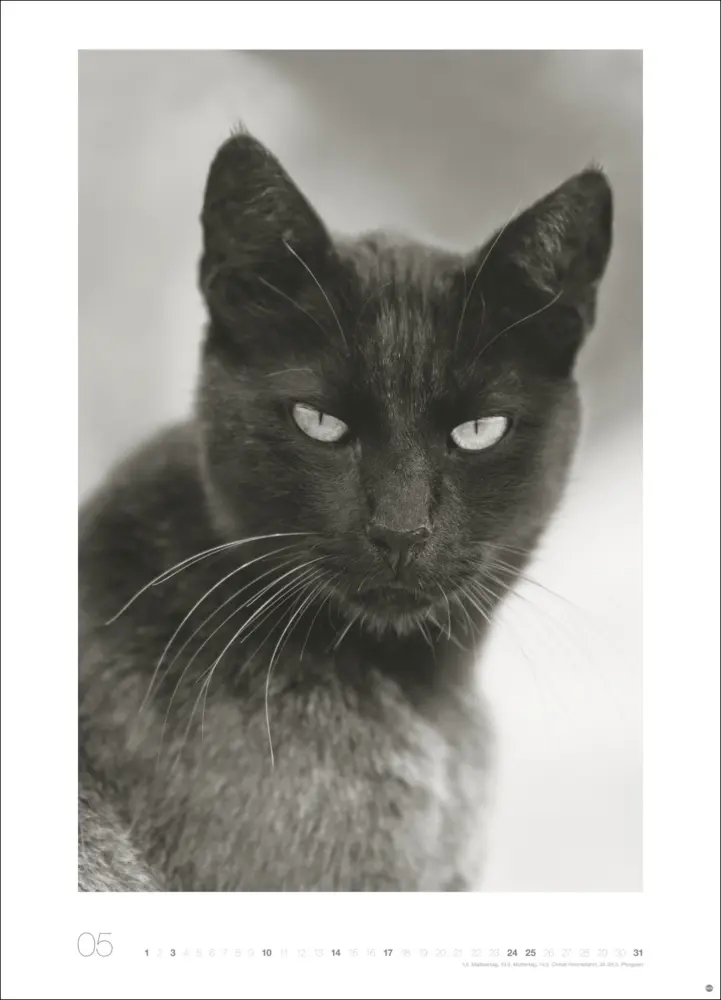 Bild: 9783756411313 | Cats Edition Kalender 2026 | Monika Wegler | Kalender | Spiralbindung