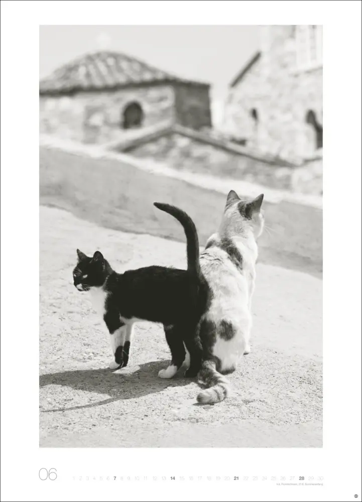 Bild: 9783756411313 | Cats Edition Kalender 2026 | Monika Wegler | Kalender | Spiralbindung