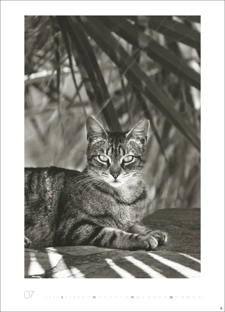 Bild: 9783756411313 | Cats Edition Kalender 2026 | Monika Wegler | Kalender | Spiralbindung