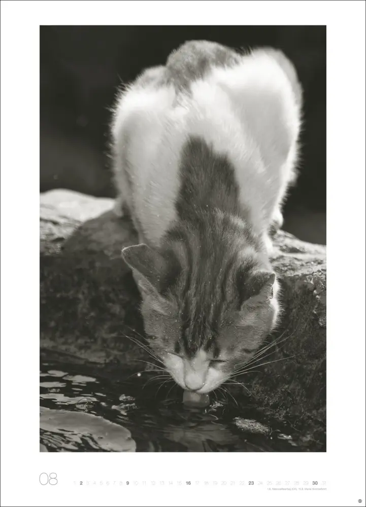 Bild: 9783756411313 | Cats Edition Kalender 2026 | Monika Wegler | Kalender | Spiralbindung