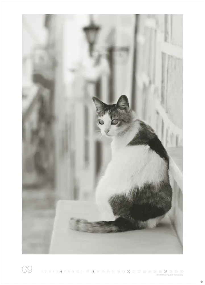 Bild: 9783756411313 | Cats Edition Kalender 2026 | Monika Wegler | Kalender | Spiralbindung