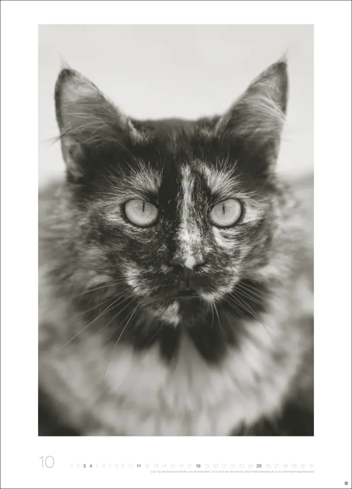Bild: 9783756411313 | Cats Edition Kalender 2026 | Monika Wegler | Kalender | Spiralbindung